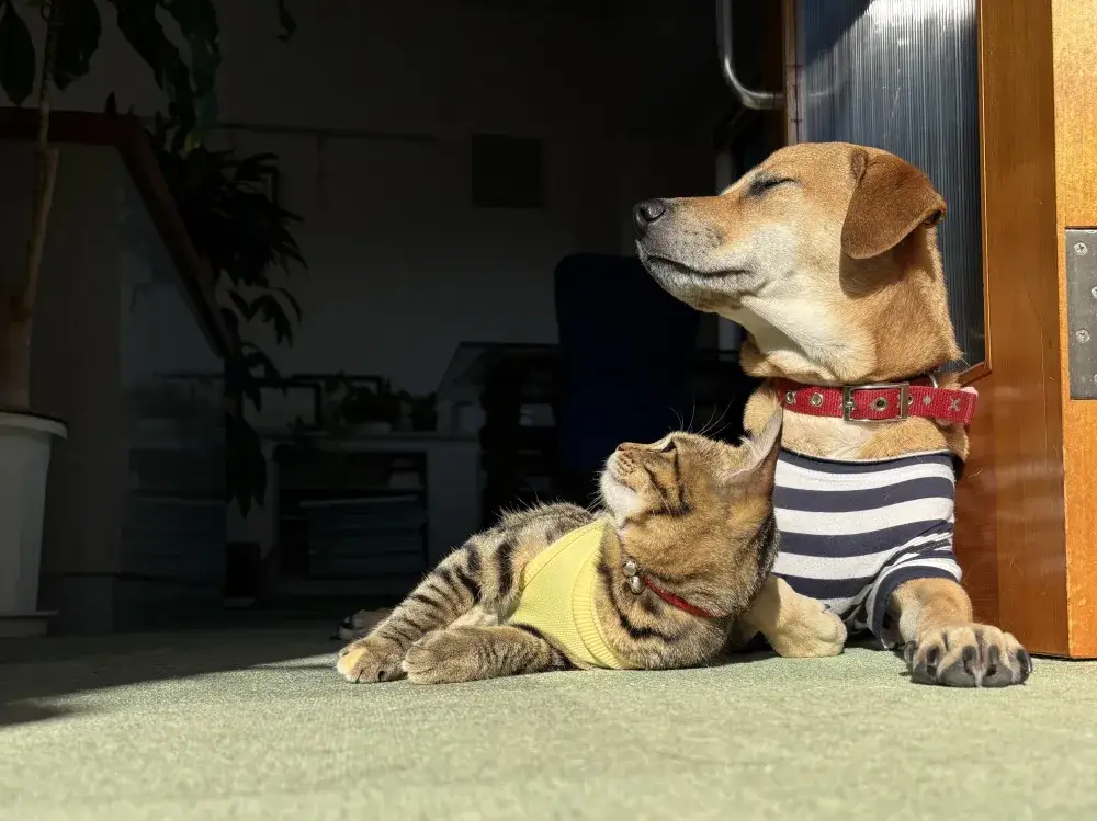 癒しの看板犬＆看板猫★