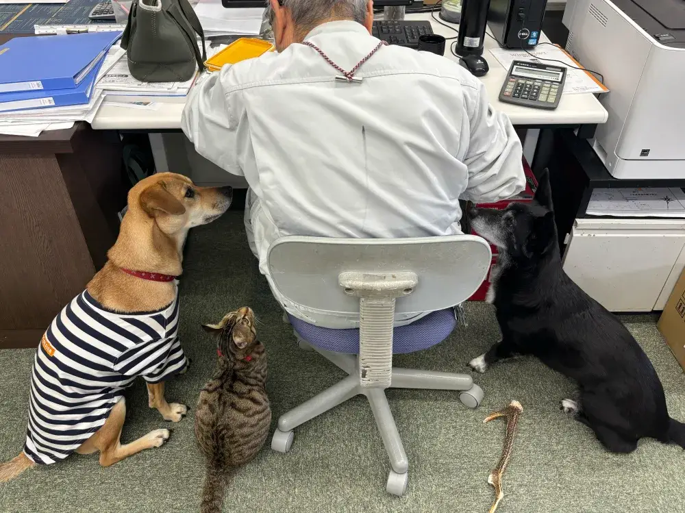 社長、お弁当をねだられる