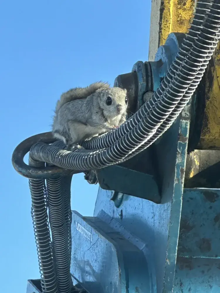 動物に癒されます