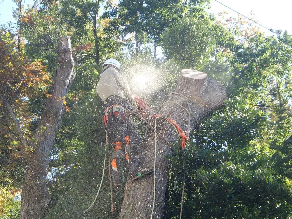 造園土木・施工スタッフ募集！ツリークライミングによる特殊伐採